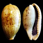 erronea-caurica-elongata-g-perry-1811-59mm