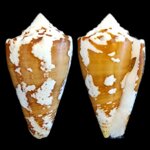 tenorioconus-archon-3873mm