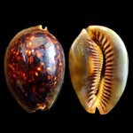 mauritia-mauritiana-c-linnaeus-1758-7815mm