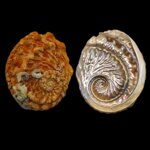 haliotis-scalaris-we-leach-1814-9276mm