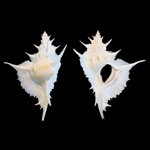 siratus-alabaster-la-reeve-1845-11335mm