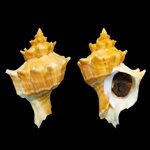 forreria-belcheri-12166mm