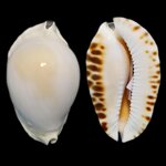 zoila-marginata-albanyensis-6154mm-australia