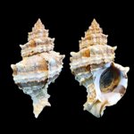 hexaplex-trunculus-c-linnaeus-1758-9985mm