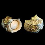 turbo-marmoratus-c-linnaeus-1758-13641x14898mm