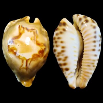 9e82e927-a4a7-4ef0-82c8-9c769658b82c