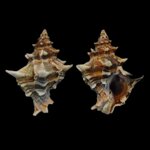 hexaplex-trunculus-c-linnaeus-1758-falcatus-7256mm