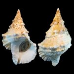 tutufa-bardeyi-fp-jousseaume-1881-310mm