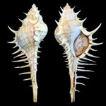 murex-echinodes-r-houart-2011-15674mm