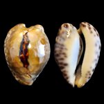 afrozoila-teulerei-b-cazenavette-18465896mm