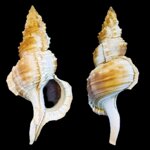 ranella-olearium-c-linnaeus-1758-19215mm