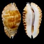 zoila-marginata-consueta-6276mm