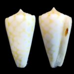 eugeniconus-marchionatus-2941mm