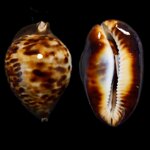 zoila-thersites-thersites-gaskoin-1849-8896mm