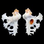 homalocantha-pele-ha-pilsbry-1918-4840mm