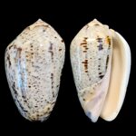 oliva-incrassata-lightfoot-1786-6398mm