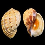 harpa-articularis-9529mm