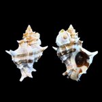 hexaplex-trunculus-armigerus-ffalcatata-de-m-monterosato-6855mm