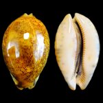 mauritia-grayana-6614mm