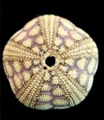 microcyphus-rousseaui-omani-form-3414mm