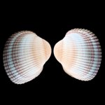 maoricardium-pseudolima-jbpa-lamarck-1819-10847x9583mm