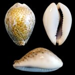 erosaria-turdus-winckworthi-4977mm