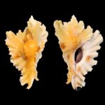 timbellus-phyllopterus-5169mm