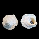 astralium-pileolum-reeve-18424079mm