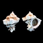 hexaplex-kuesterianus-cm-tapparone-canefri-1875-10544mm