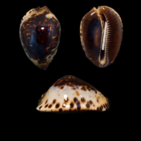 f7ed45c2-0a16-4d8d-8b97-370bf2205386