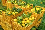 cassetta-limoni-20-kg-circa