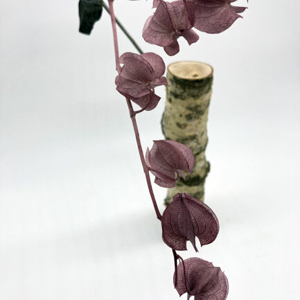 LANTERN 1.0 - MOBILE