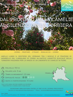 motte%20d'oro motte%20d'oro