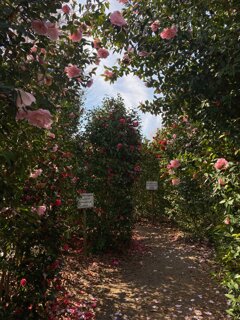 img_7501.jpeg img_7501.jpeg