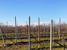 137c9771-cdd9-4074-9386-1e6844c391df.jpeg 137c9771-cdd9-4074-9386-1e6844c391df.jpeg