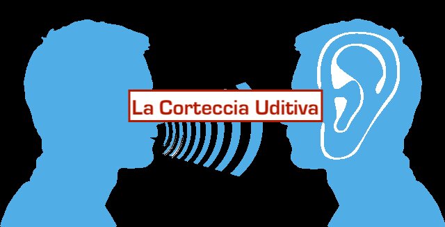 La Miracolosa Corteccia Uditiva: Lingue Parole e Suoni