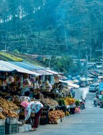 indonesia-kopi-luwak-wild-civet