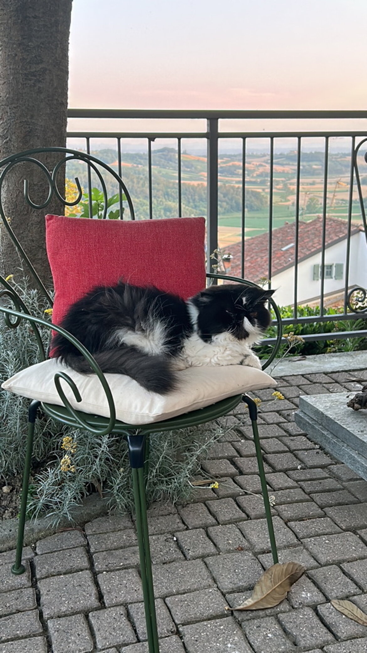 Lo Chat di Persia