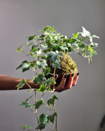 workshop-kokedama