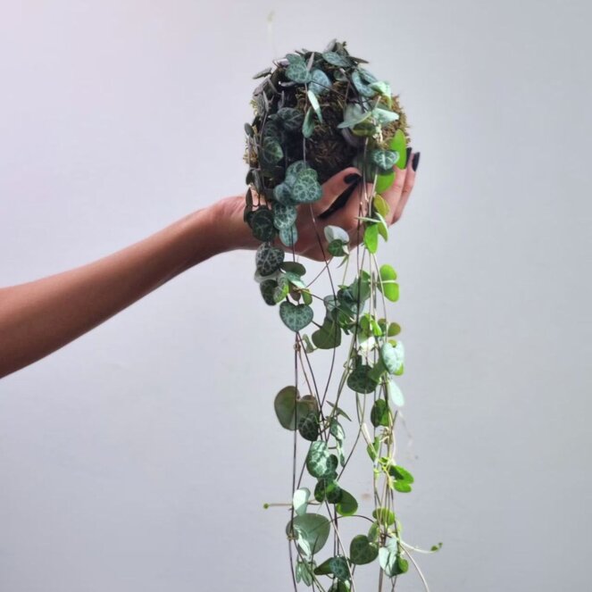 1b691384-0703-423f-80df-770e6113a9a6