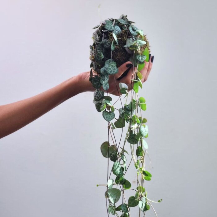 1b691384-0703-423f-80df-770e6113a9a6