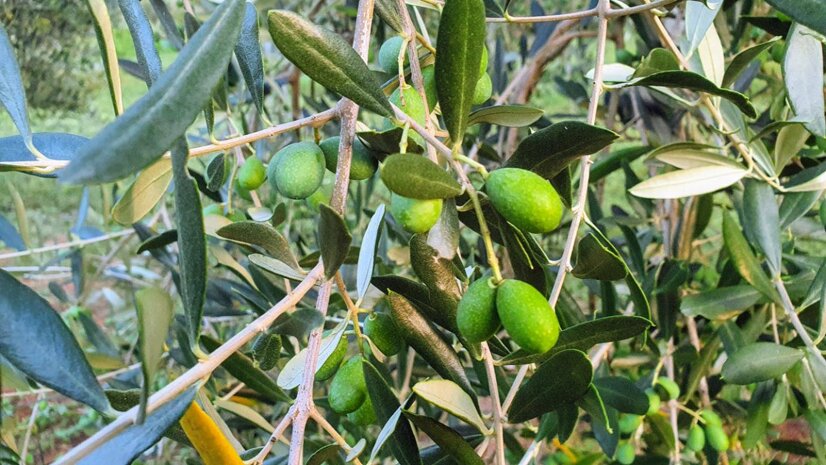 b0dc61bf-45e4-4c41-b0d7-53b308cdea8e