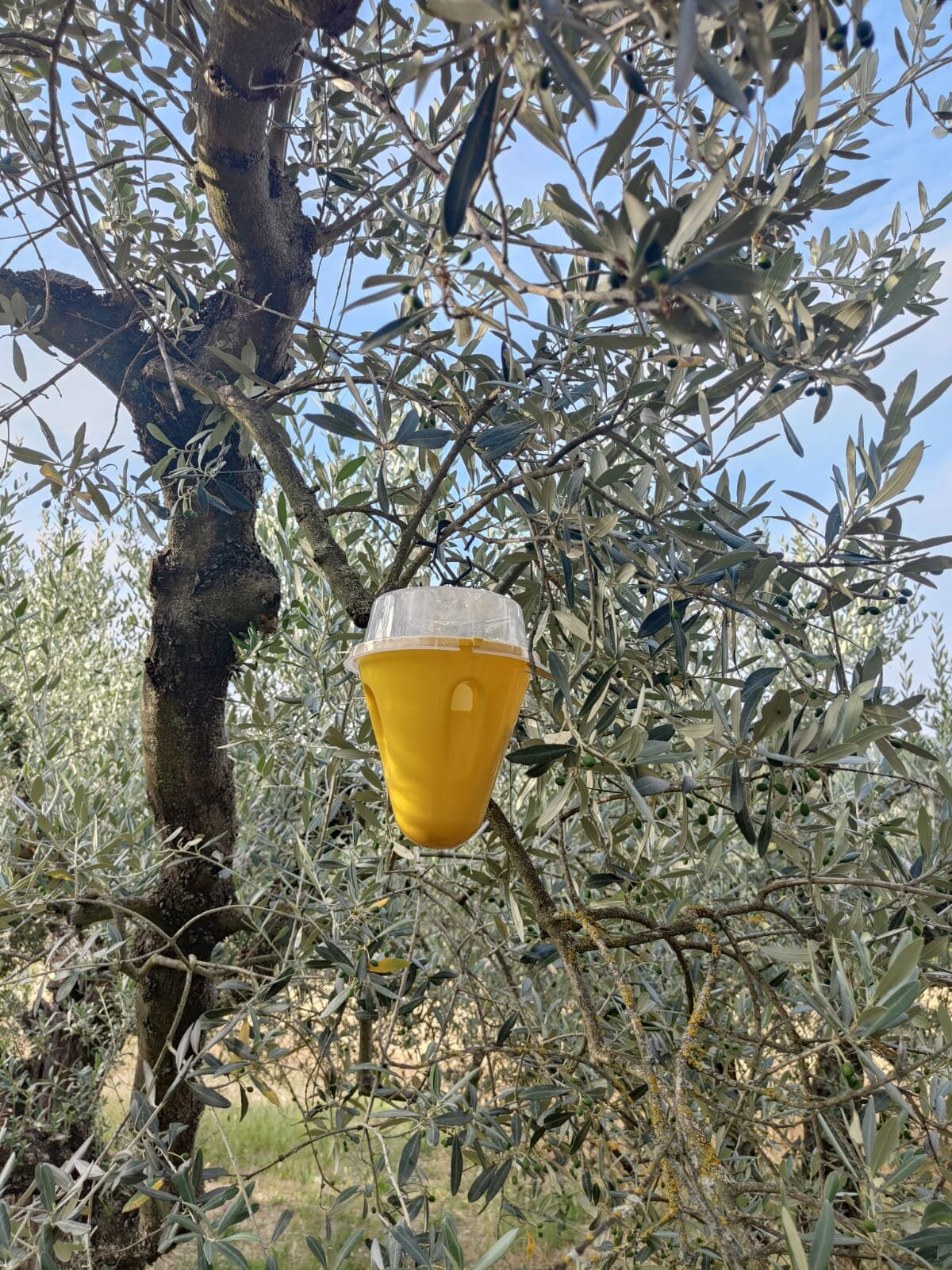 La Mosca Olearia - Una battaglia che si rinnova