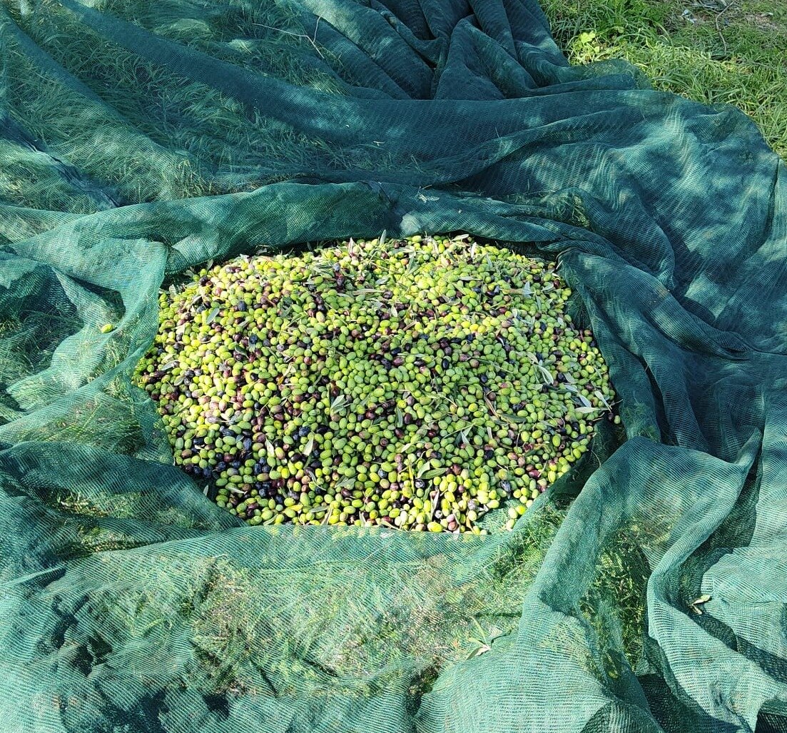 Olio extravergine: si ma non per tutti! Olio extravergine: si ma non per tutti!