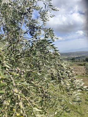 3d8b2bc4-37b1-4ce1-ae82-542093be026d 3d8b2bc4-37b1-4ce1-ae82-542093be026d