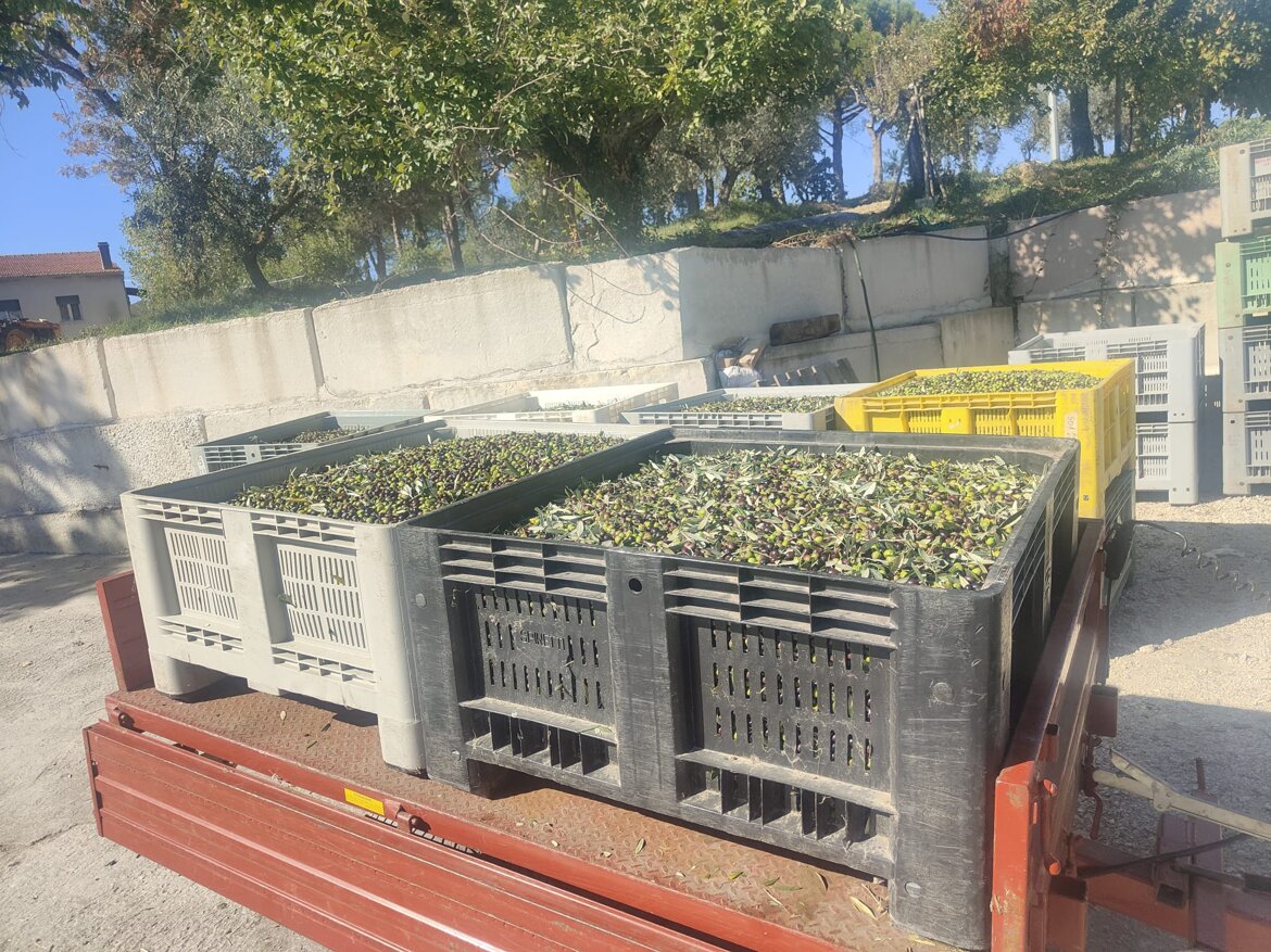 cassoni olive frantoio.jpeg cassoni olive frantoio.jpeg