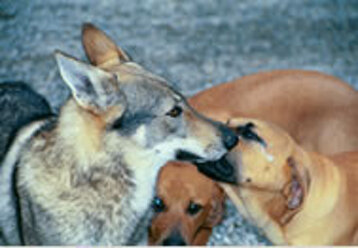 0987249a-9c81-40ae-9c4d-dd7910d7644a