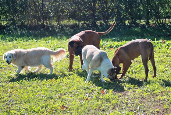 b370509e-65a3-46ca-8fcd-97d8e3285c2c