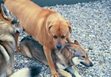 1003f3ef-f0a4-45e4-ad0c-7a33a017a16c