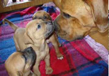 7447f9de-dab1-4167-8e12-f34dafceb737